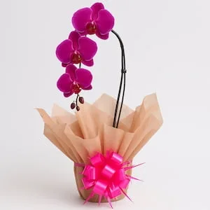 Orquídea Phalaenopsis Semi-Cascata Pink