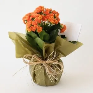 Flor da Fortuna Laranja