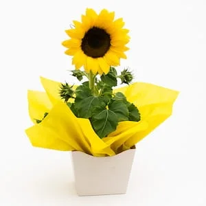 Girassol Plantado para Presente