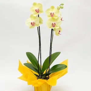 Orquídea Phalaenopsis Amarela Duas Hastes para Presente