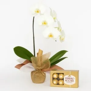 Orquídea Phalaenopsis Branca com Caixa de Bombons Ferrero Rocher
