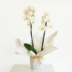 Orquídea Phalaenopsis Branca Duas Hastes para Presente