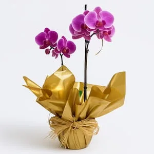 Orquídea Phalaenopsis Lilás Duas Hastes para Presente