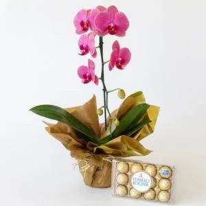 Orquídea Phalaenopsis Rosa com Bombons Ferrero Rocher