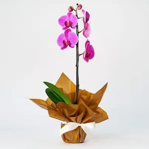 Orquídea Phalaenopsis Uma Haste para Presente