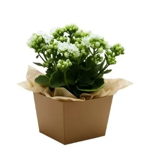 Flor Da Fortuna Branco