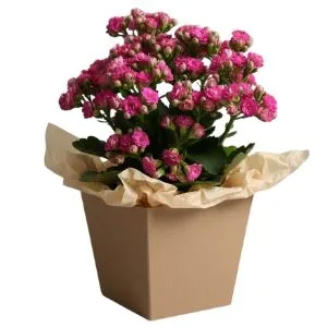 Flor Da Fortuna Rosa