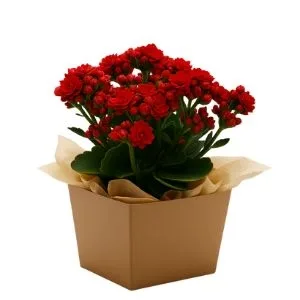 Flor Da Fortuna Vermelha