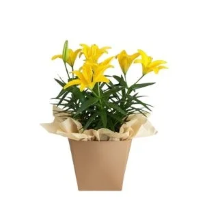 Lirio Amarelo Plantado