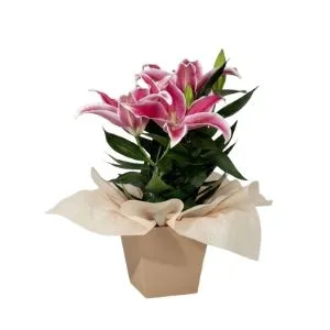 Lírio Cor De Rosa