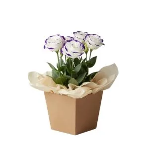 Lisianthus Plantado