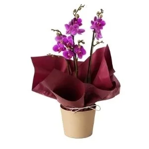 Mini Orquídea Lilás