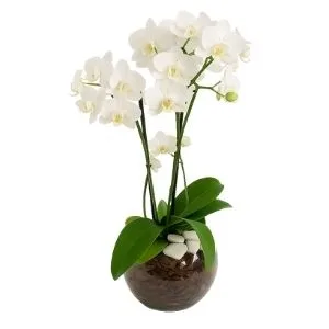 Mini Orquídea Phaleanopsis Branca No Terrario