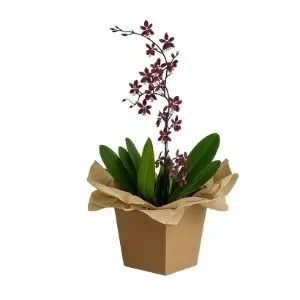 Orquídea Chocolate