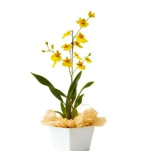 Orquídea Chuva De Ouro