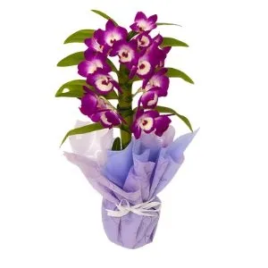 Orquídea Dendrobium Lilás