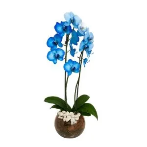 Orquídea Phalaenopsis Azul No Terrario