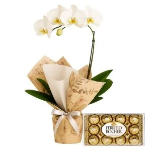 Orquídea Phalaenopsis Branca com Chocolate
