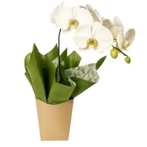 Orquídea Phalaenopsis Branca