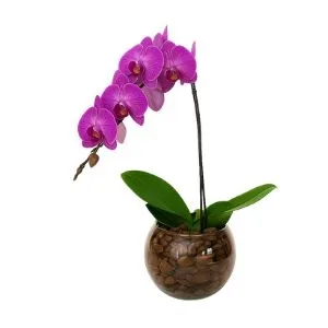 Orquídea Phalaenopsis Lilás No Terrario