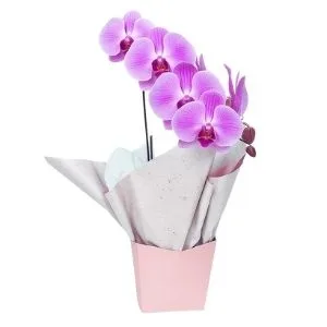 Orquídea Phalaenopsis Lilás