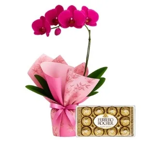 Orquídea Phalaenopsis Pink com Chocolate