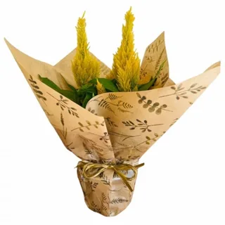 Planta Crista De Galo Amarelo