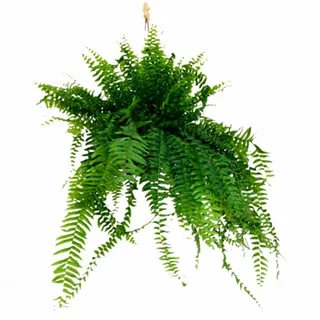 Samambaia