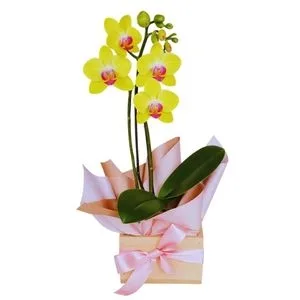 Orquídea Amarela no Cachepot