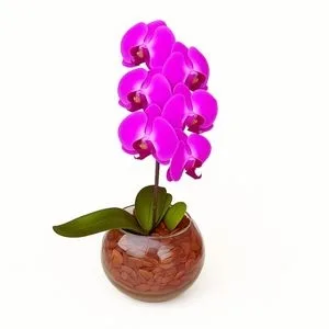 Orquídea Lilás no Vaso Aquário