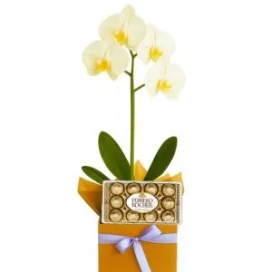 Orquídea Phalaenopsis Branca com Ferrero Rocher