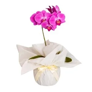 Orquídea Phalaenopsis Pink
