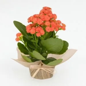 Flor da Fortuna Laranja
