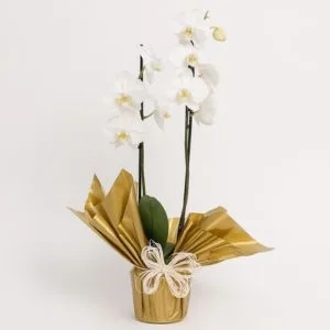 Orquídea Phalaenopsis Branca Duas Hastes para Presente