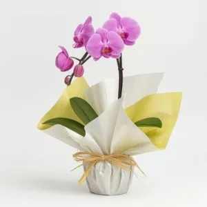 Orquídea Phalaenopsis Uma Haste para Presente