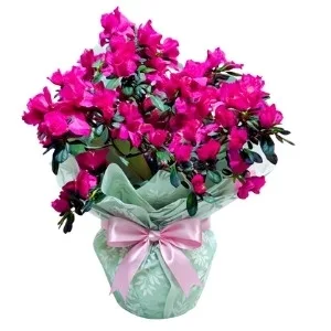 Azaleia plantada pink