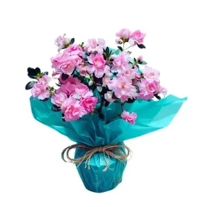 Azaleia plantada rosada
