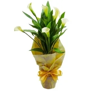 Copo de Leite branco