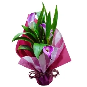 Copo de leite rosado