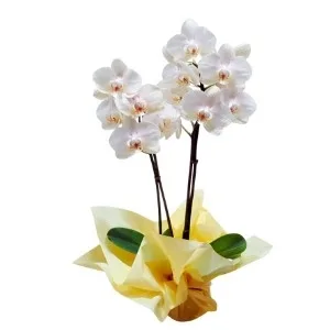 Mini Orquídea branca de 2 Hastes