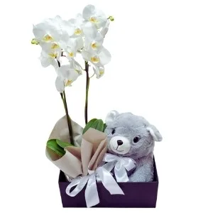 Orquídea para Presente: Acompanha Pelúcia