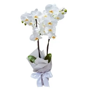 Orquídea Phalaenopsis Branca de 2 hastes