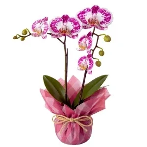Orquídea Phalaenopsis Branca mesclada com Pink de 2 hastes