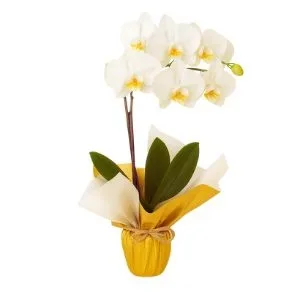 Orquídea Phalaenopsis para Presente