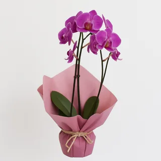 Orquídea phalaenopsis pink