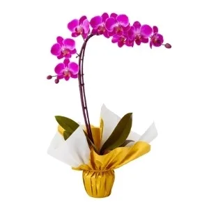 Orquídea Phalaenopsis Rosa