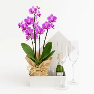 Orquídea Rosa para Presente: Acompanha Baby Chandon e Duas Taças