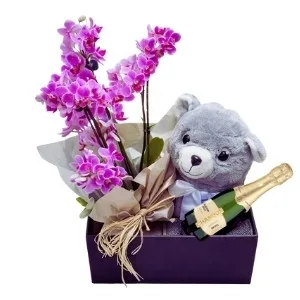 Orquídea Rosa para Presente: Acompanha Pelúcia e Chandon