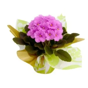 Vaso de Violeta para Presente