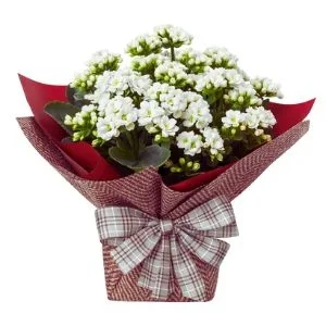 Flor da Fortuna Branca